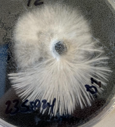 tomentose versus rhisomorphic mycelium